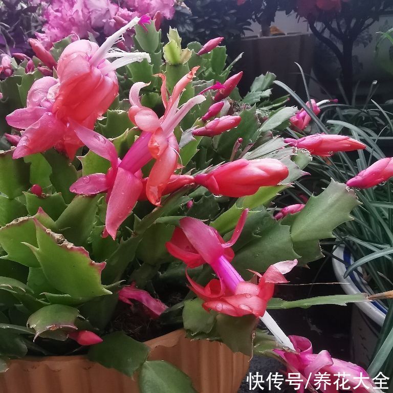 植物|春天谨慎入手的“坑人花”，买一次后悔一年，白花钱还难养