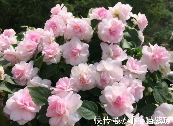 漂亮|四季开花的花,我建议你养这1种,开花多多,比玫瑰和茶花都漂亮!