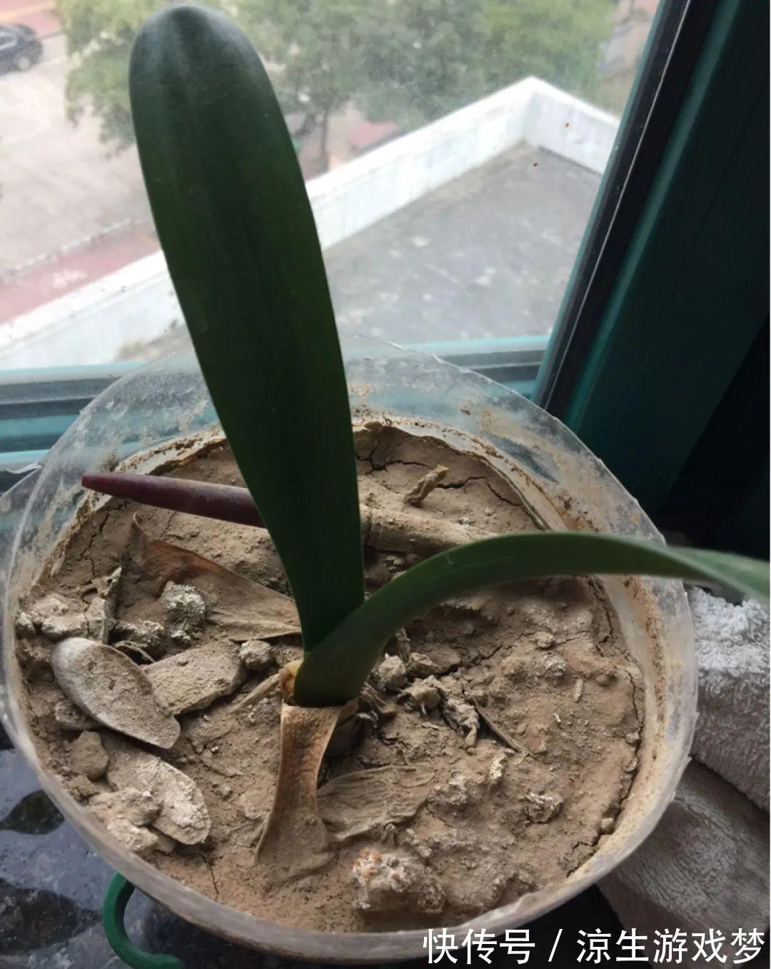 花盆里出现这东西，赶紧换土，不然一浇水就烂根