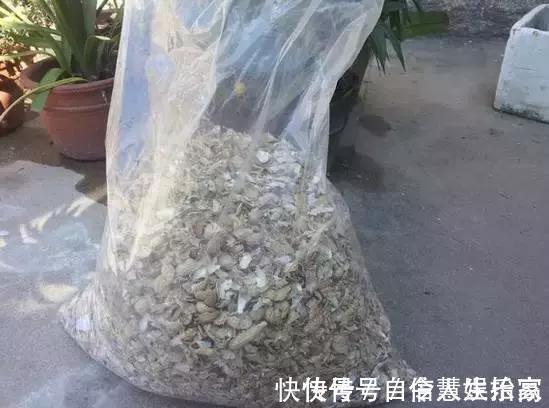 脱盐|这2种“壳”丢了太可惜,埋花土里3年不板结,种什么花都旺!