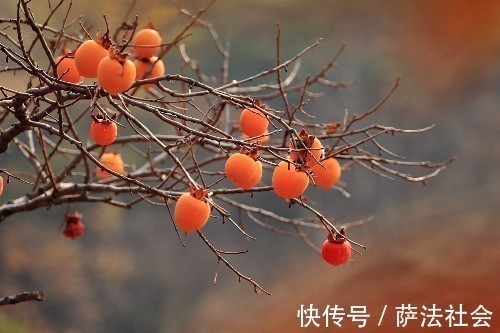 止血|一个柿子十副药”是什么意思看完终于明白了!值得分享给家人