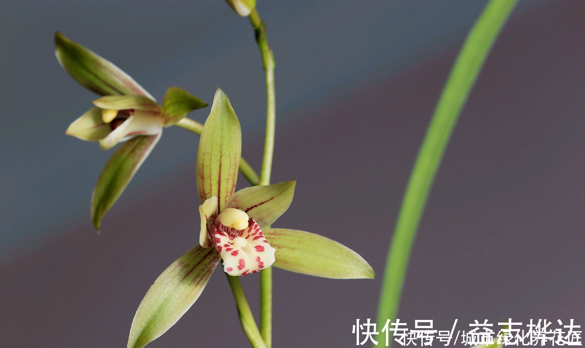 兰花|浇水是门学问，有的人隔三差五勤浇水，兰花最后还是被干死