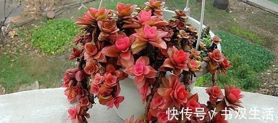 此款多肉,适合新手养,不怕你虐,越虐越漂亮