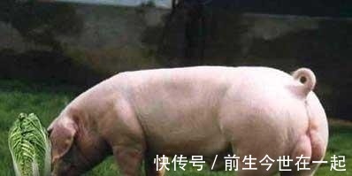 平庸者|與其反感,不如去想一想張錫峰們在反抗什么?