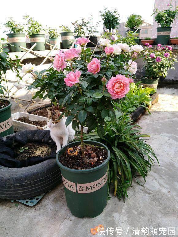 养花需要酸性土?这么一处理,好似变戏法,马上就有了