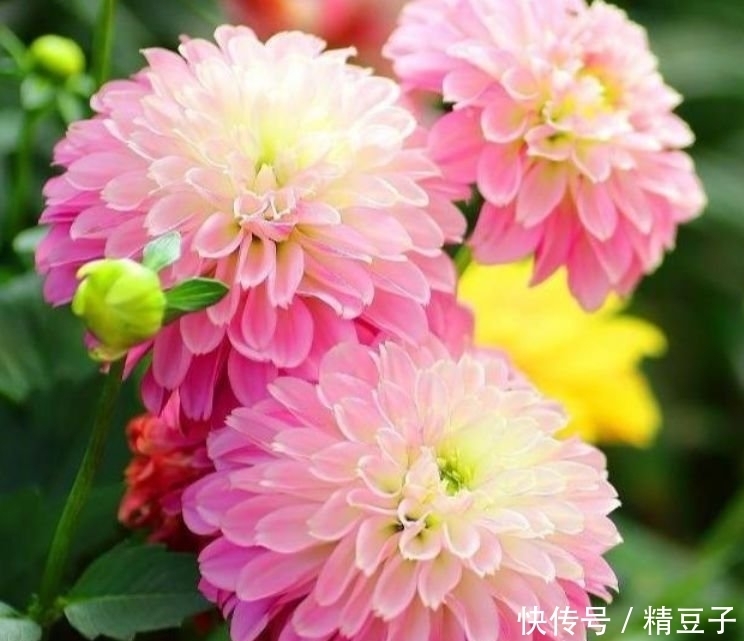 4种花养在家里,花色丰富,花姿美丽,花香怡人