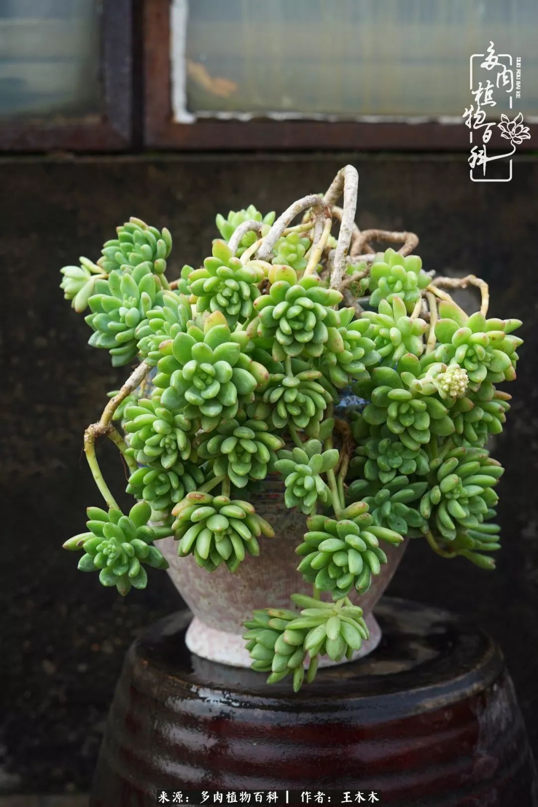 爱上多肉的第三个年头回看励志对比图，感悟岁月静好！