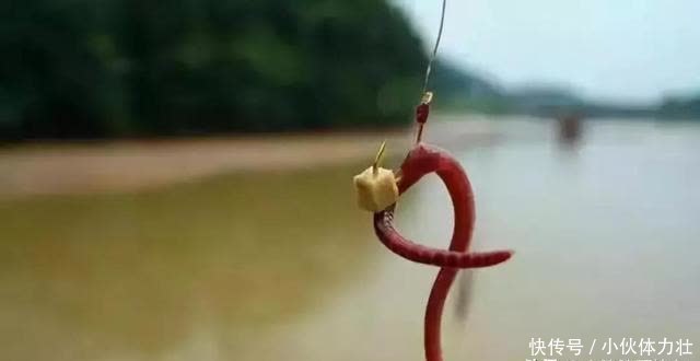 蚯蚓饵真的是万能的吗?看过这些才能让蚯蚓饵真正成为钓鱼法宝