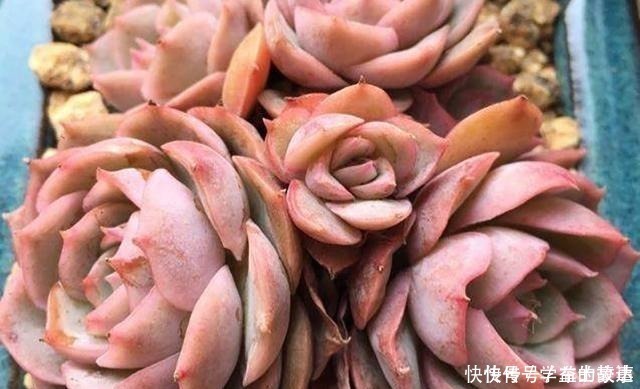 养护|什么季节给多肉植物换盆合适换盆应该注意什么问题之后怎么养护!