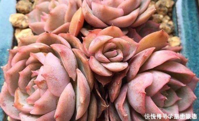 养护|什么季节给多肉植物换盆合适换盆应该注意什么问题之后怎么养护！