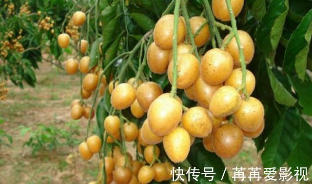 黄皮果|立秋后，晚上当零食吃两个，口不干了，嗓子舒服了，还能降血压