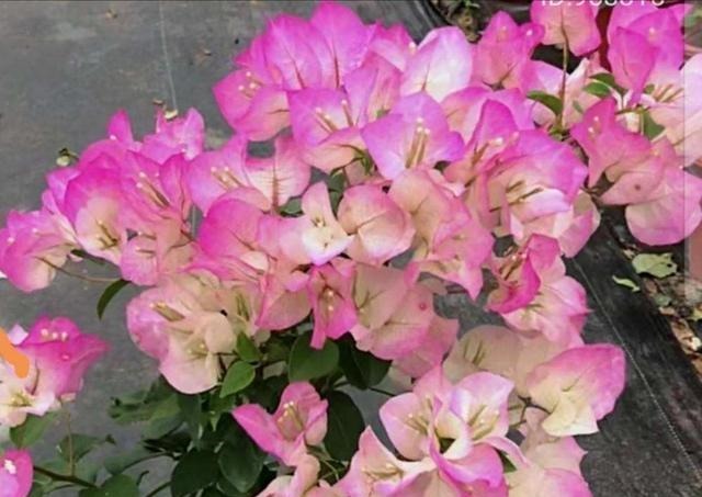 5种花越养越上瘾,只要养好一盆,就会特别喜欢