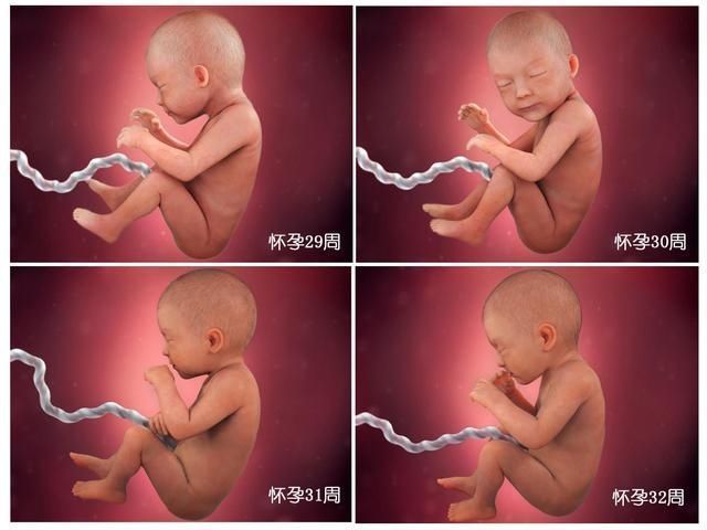 宝宝|胎儿40周变身记：从0.5厘米受精卵到50厘米宝宝，过程神奇