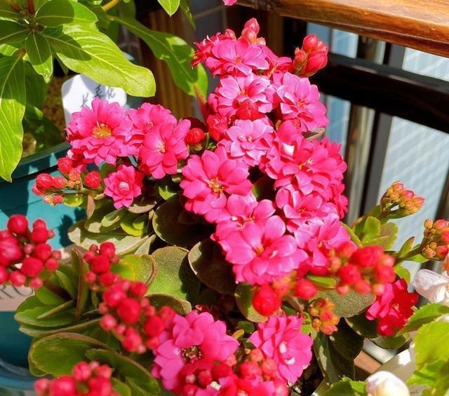 5种花越养越上瘾,只要养好一盆,就会特别喜欢