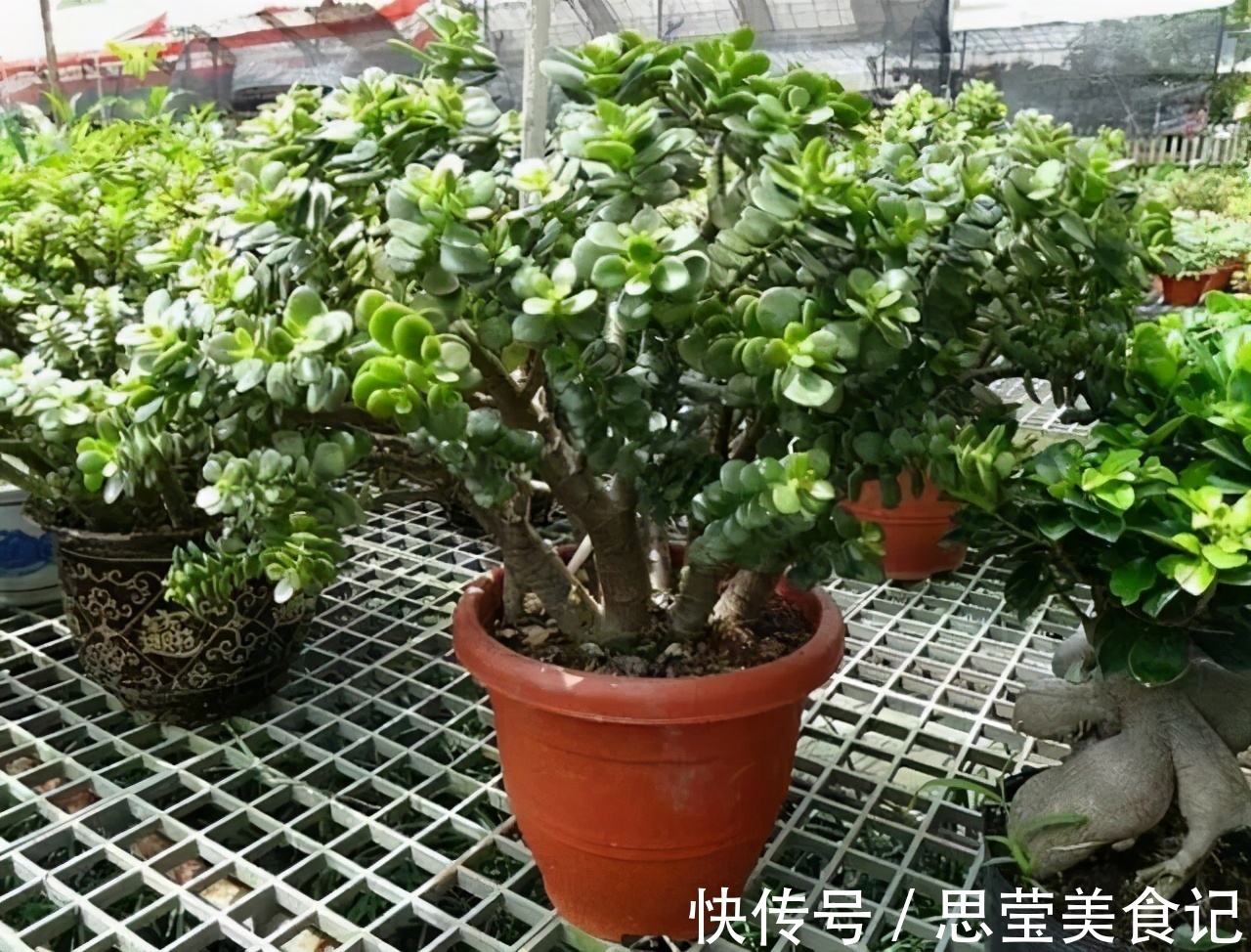 发财树|七种带“钱”的花，好看又好养，寓意吉祥，财源滚滚，建议养一盆