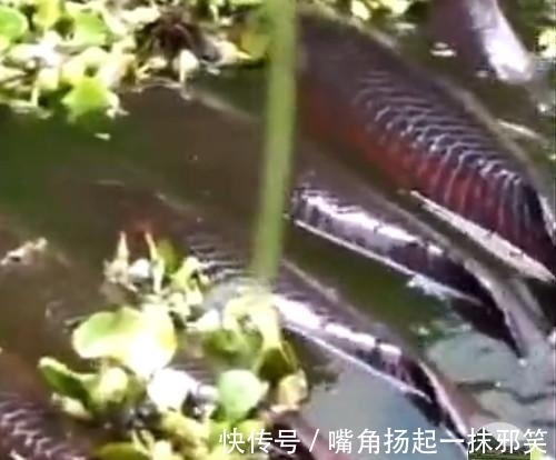 男子|男子钓鱼时发现水中有异物,钓上回来不知是喜是忧!