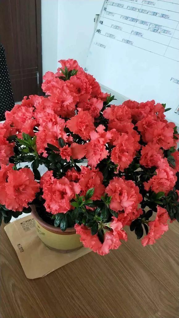 花友|4种花身材不大,花量却怪“吓人”,深秋花开一大片,美翻了