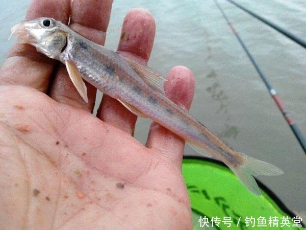 水河|大别山下,淠水河中,此鱼甚多,我们本地人叫它“船钉”