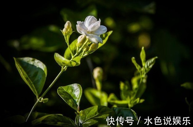 养分|茉莉花的修剪时间特别重要,剪错了,植株开花少,很难再开爆