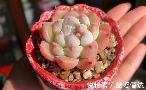 多肉植物|忘了奥普琳娜吧，养一棵阿尔巴佳人，叶片更肥厚，容易出状态