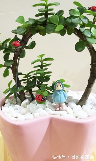 三种一个月不用浇水的耐旱花,轻松活几十年,越老越值钱!