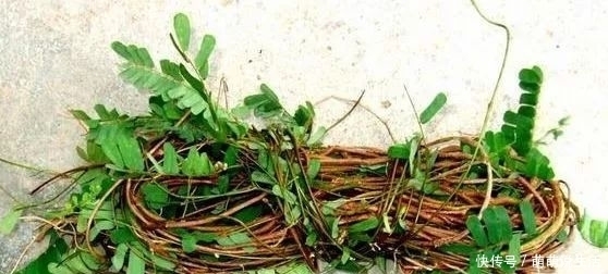 用来|一种野草,只长在南方,北方没有,看到就想摘,用来炖汤是一绝