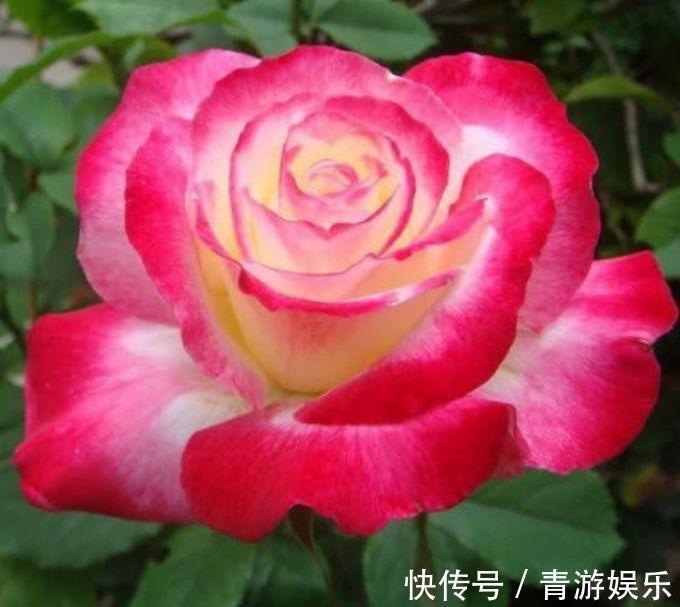 3种花养了就爆盆，好养易活开花漂亮，花量大不操心，越养越喜欢