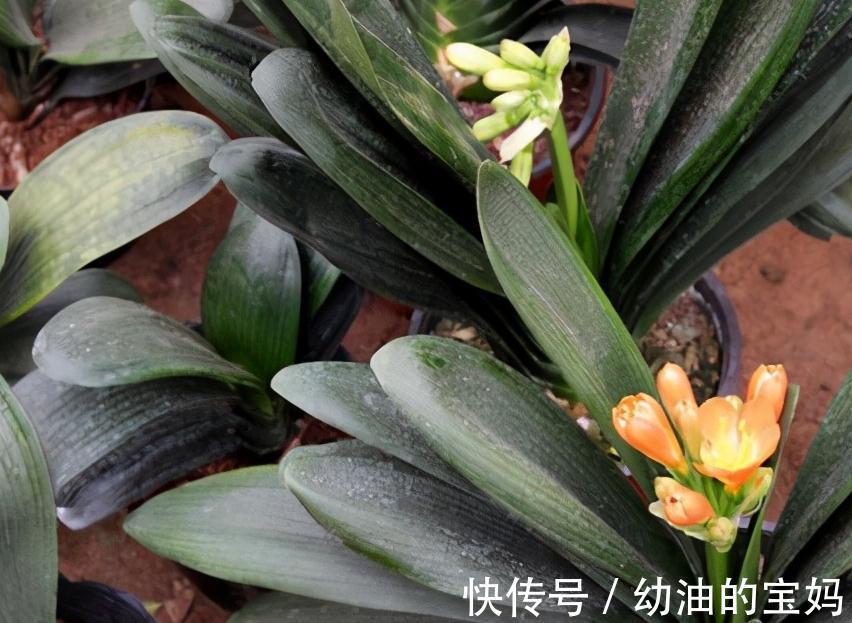 想要君子兰开花艳，花期长，教你学4招，很管用，快来试试吧