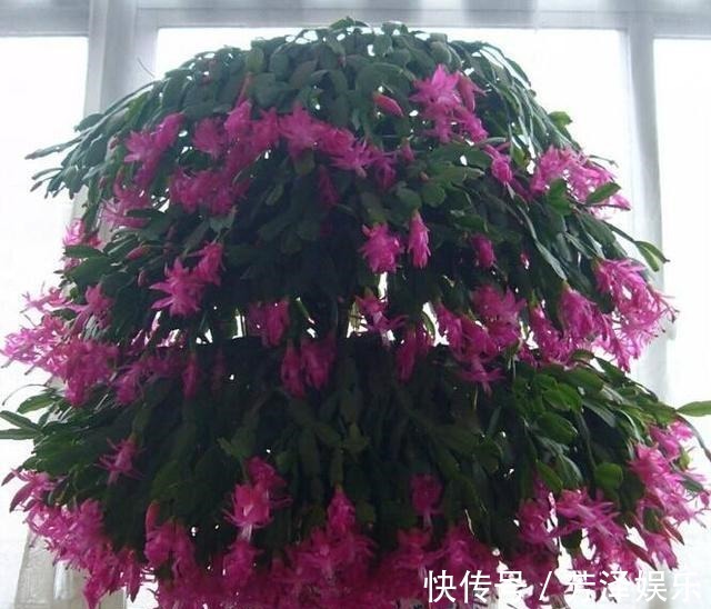 蟹爪兰接仙人掌,这么做“伤口”很快愈合,花开艳丽