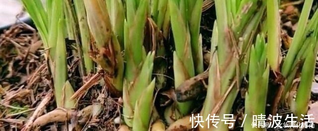 兰花|养兰花就一点,养好根就长得旺,其中配土、施肥是重点