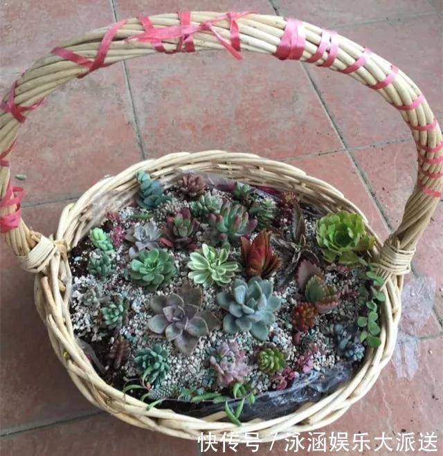 竹篮子|她在医院垃圾桶“捡篮子”,拿来种多肉“颜值高”,人见人爱