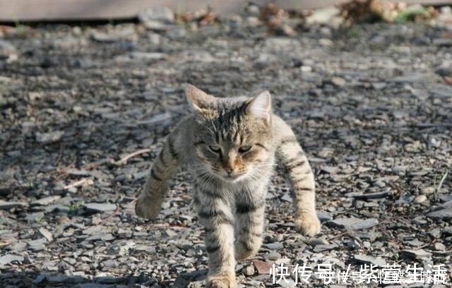 iss那个专注于手办狂魔的岛国小哥,如今开了微博,漫迷的评论太有趣