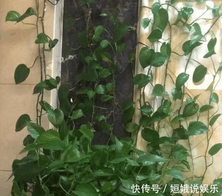 要点|几个要点让绿萝安全过冬,来年绿爆盆