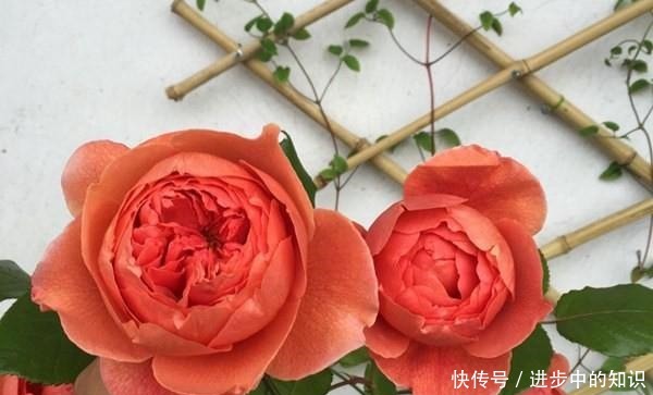 8款浓香月季推荐,种一棵满室飘香,喜欢快收藏