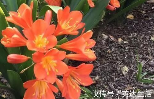 施肥|养君子兰、长寿花，盆里撒点“万能肥”，新芽猛长，呼呼开花！