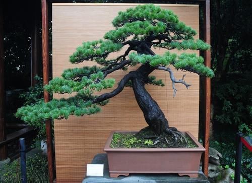 树桩|制作盆景时,很少的盆土能满足树木的生长吗?盆土越少,盆景的养护难度越大