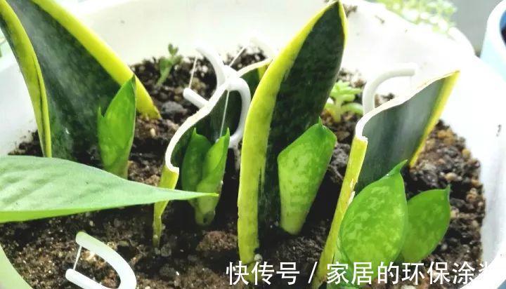 进入10月,建议扦插5种花,温度适宜利于生根,成活率直线上升