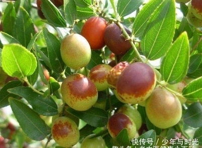 作用|提个醒:见到此野果,一定要摘回家,好处不请自来,作用非常大