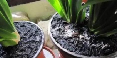 养花不用花钱买肥2种东西抓把撒盆里，植株长势旺，省钱又实用