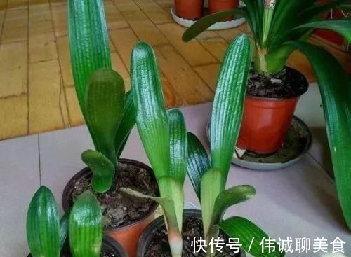 烂根|君子兰夏季浇水，掐准“时间段”，插个大竹签，从来烂根