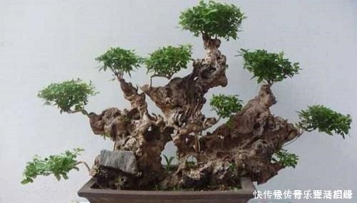 价值|以前的树桩都当柴烧,现在爱花之人当场盆景,一盆比一盆价值高!