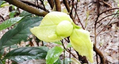 恨之入骨|它是茶树上难得的好东西,城里人花钱都难买,农民却对它恨之入骨