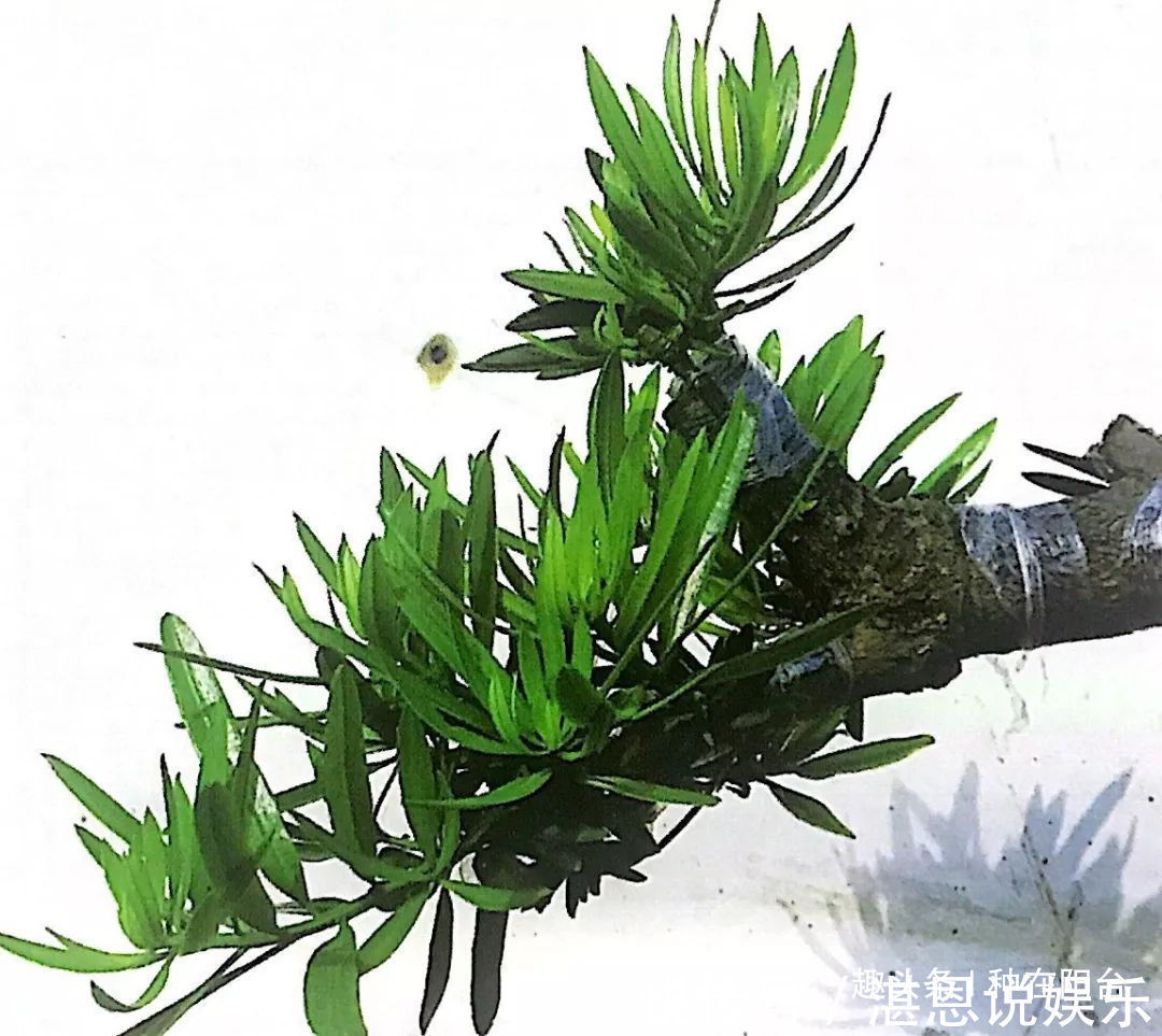 嫁接|罗汉松芽接案例分享,台长教你玩出别出心裁的岭南盆景!