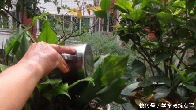 用剩茶叶水浇花，不是直接倒入花盆，这样用才更有效果！