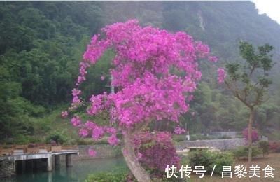 光照|我把三角梅催花的方法都写在这里了,求你们别再问为什么不开花了