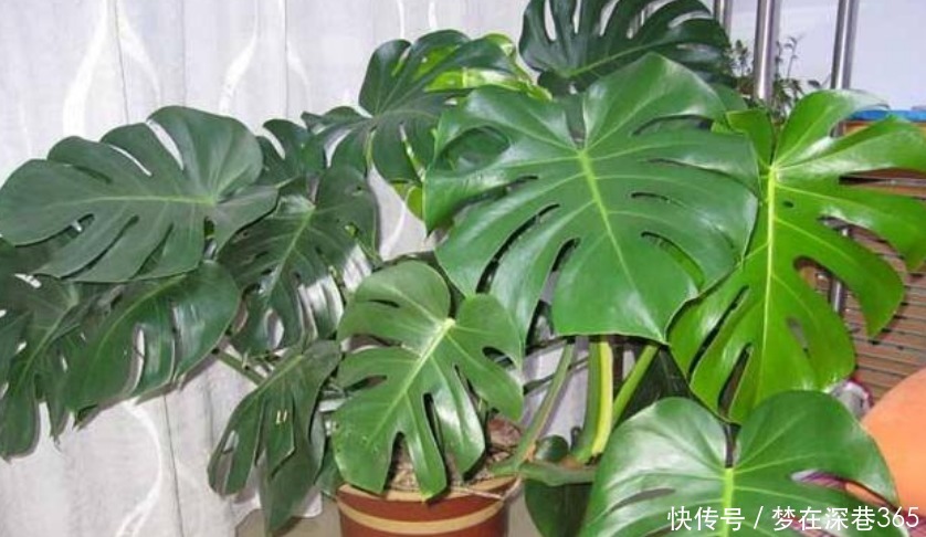 窍门|养花“有窍门”,往盆里撒点“它”,花卉长得旺,呼呼疯长!