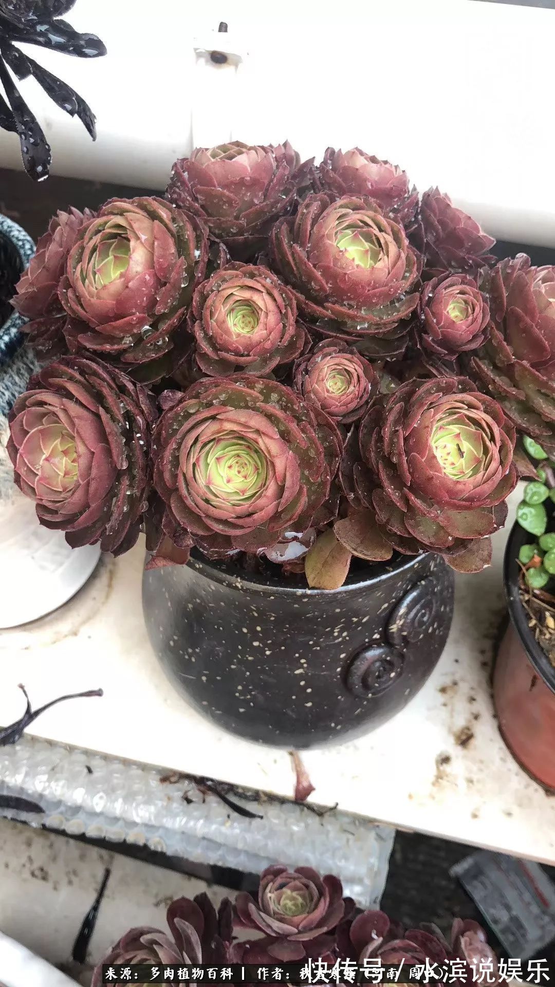 红铜壶|多肉千万种,我独爱法师!爱它的霸气,更爱它的华丽蜕变!