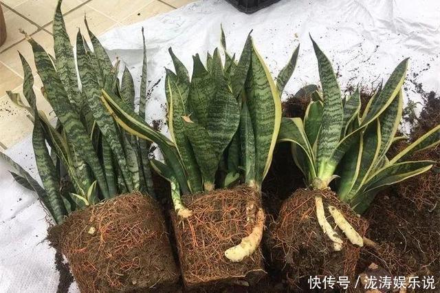 花盆|她养的虎皮兰,三年长到2米高,秘诀只有2个,花友虎皮兰巨无霸