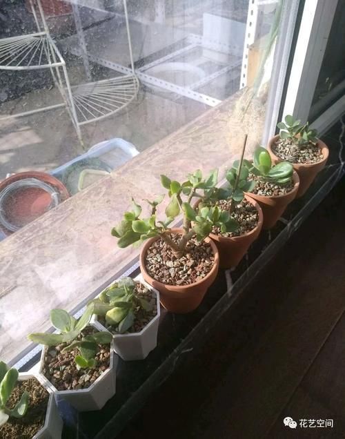暖气|冬天室内有暖气空调,就繁殖这六种花,扦插一棵活一棵!