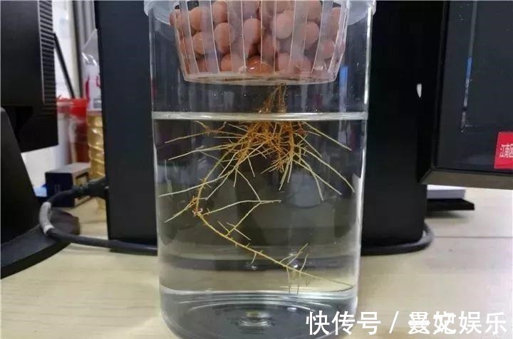 3种招财树,想养别花钱,掐个枝就生根,能得一大盆!